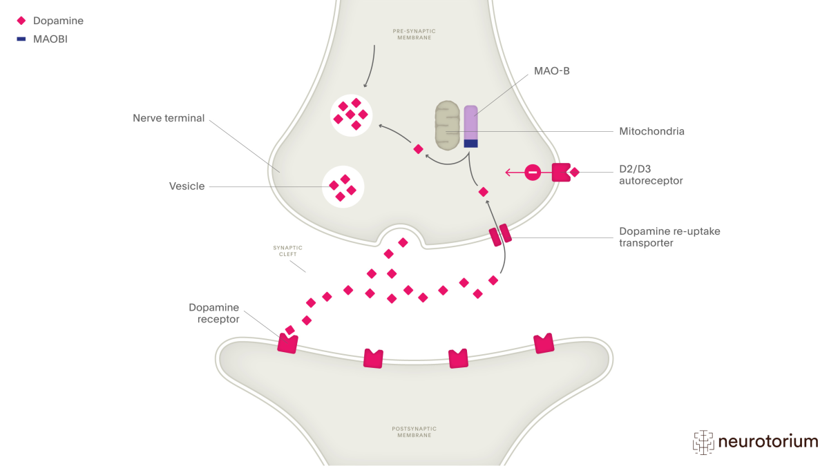 Understanding the Power of Metabolism Boosters – Centre for Foundation Studies